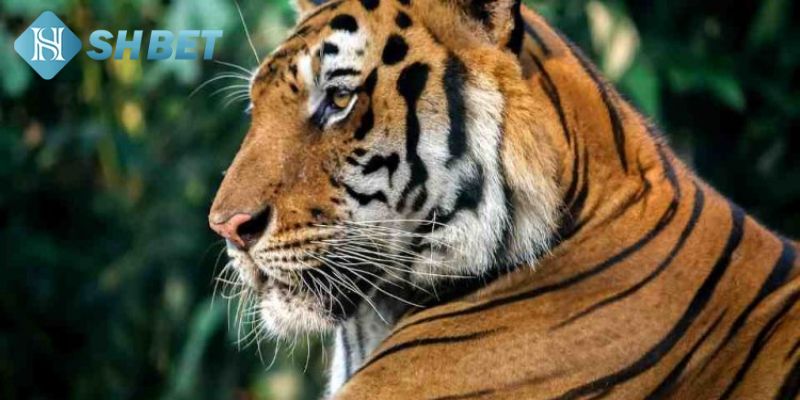 Tìm hiểu ý nghĩa của loài hổ trong phong thủy