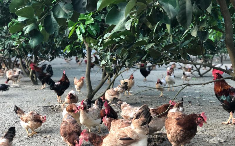 Giới thiệu về mô hình trại gà ở Thanh Hóa